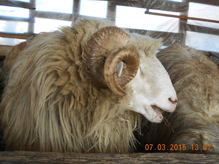 DSCN1935 - Berbeci 2o14-2015