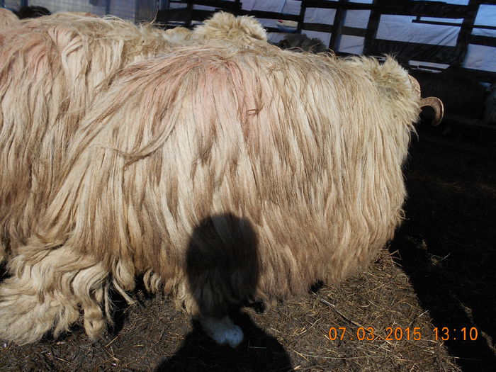 DSCN1950 - Berbeci 2o14-2015