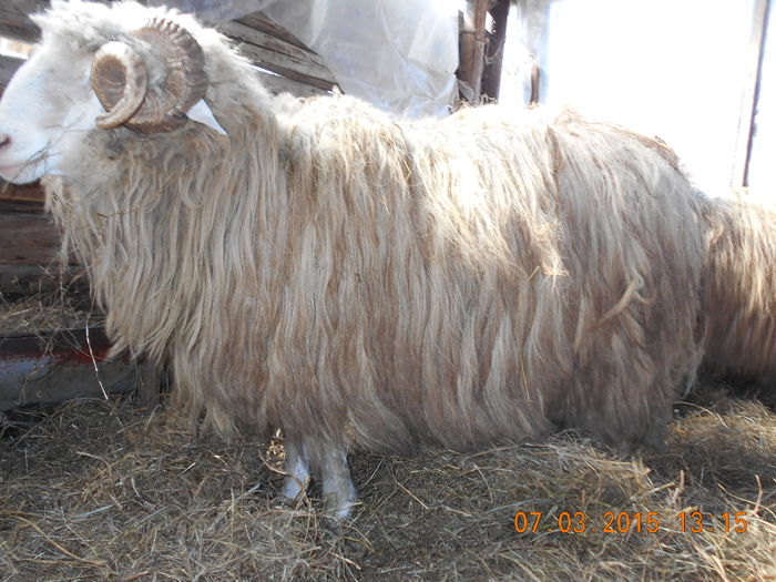 DSCN1968 - Berbeci 2o14-2015