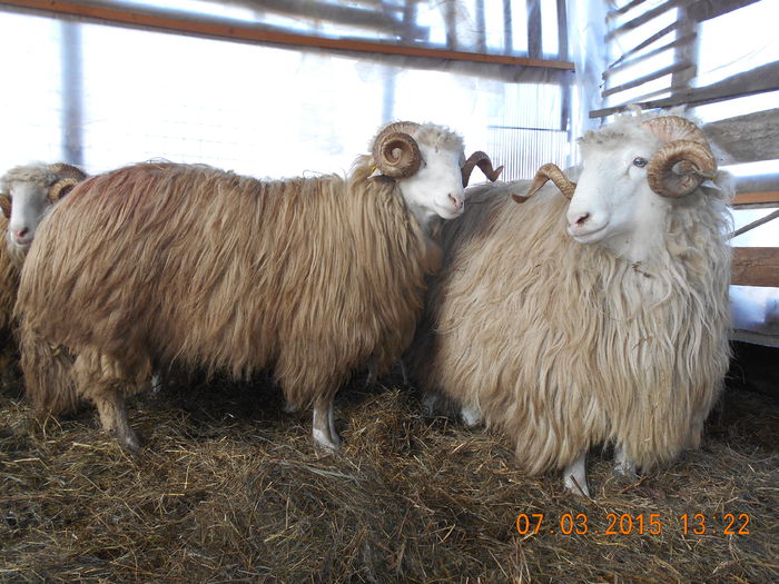 DSCN1994 - Berbeci 2o14-2015