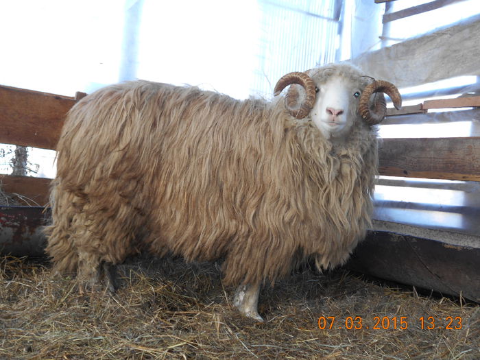 DSCN1998 - Berbeci 2o14-2015