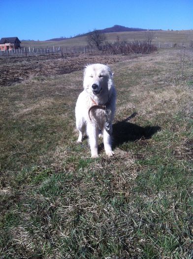 Picture 023 - catelul Bujorel