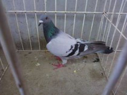 Ro 13-0657710 vandut - Voiajori straini-11 vanduti