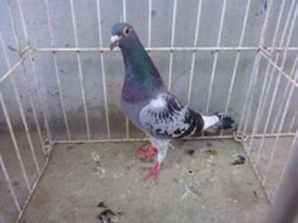 Spania-RFCE 08 vandut - Voiajori straini-11 vanduti