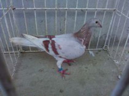 Franta 09 vandut - Voiajori straini-11 vanduti