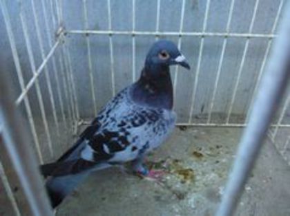 Hung 12 - Voiajori straini-11 vanduti