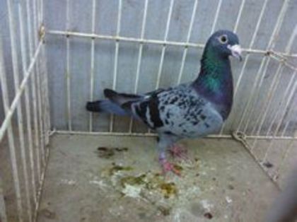 Hung DERBY 08 vandut - Voiajori straini-11 vanduti