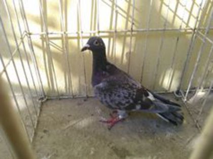 Bulgaria 2013 vandut - Voiajori straini-11 vanduti