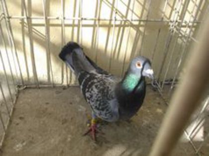 Thailand 2014 vandut - Voiajori straini-11 vanduti