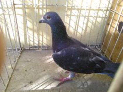 American Union jeeds 2013 vandut - Voiajori straini-11 vanduti