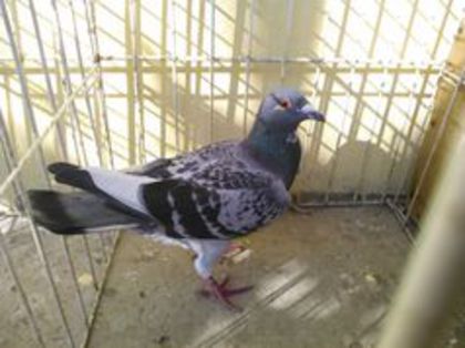 Serb 13 - Voiajori straini-11 vanduti