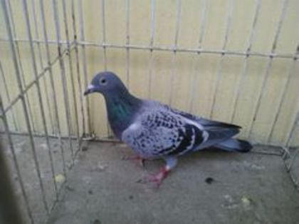 Belgia 12 vandut - Voiajori straini-11 vanduti