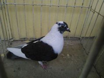 Hung 12 - Voiajori straini-11 vanduti