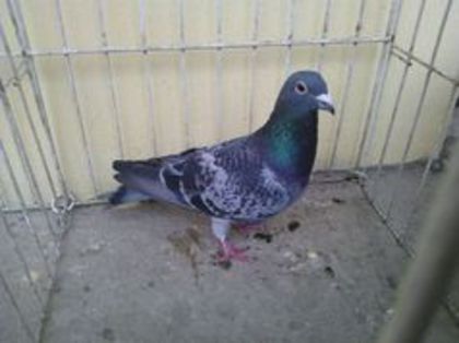 Hung 12 vandut - Voiajori straini-11 vanduti