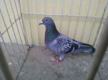 Belgia 12 - Voiajori straini-11 vanduti