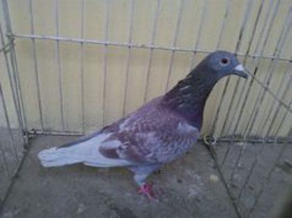 Belgia 12 vandut - Voiajori straini-11 vanduti