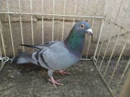 Hung 12 vandut - Voiajori straini-11 vanduti