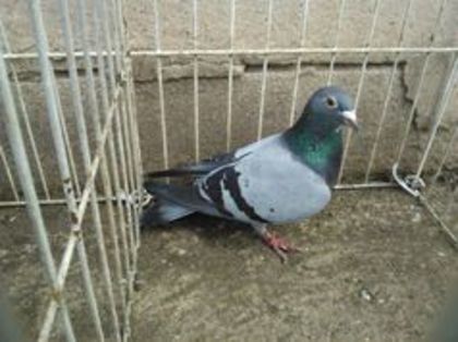 Hung 11 - Voiajori straini-11 vanduti