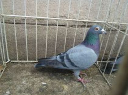 Hung 11 - Voiajori straini-11 vanduti