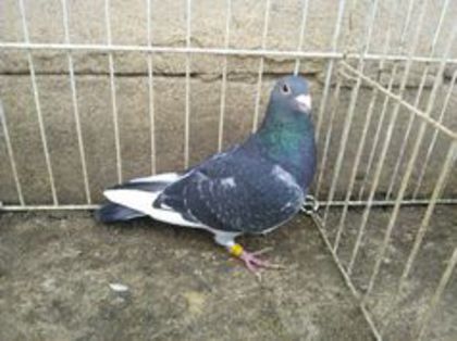 Spania-ANDALUSIA 13 vandut - Voiajori straini-11 vanduti