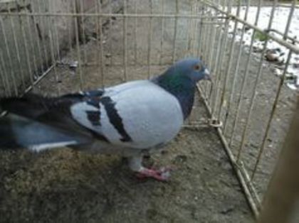 Hung Derby 12 - Voiajori straini-11 vanduti