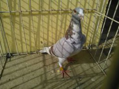 DV 14 vandut - Voiajori straini-11 vanduti