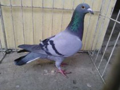 Hung 12 - Voiajori straini-11 vanduti