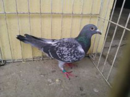 DV 13 vandut - Voiajori straini-11 vanduti