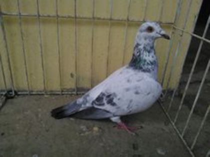 vandut - Voiajori straini-11 vanduti