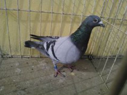 Hung 12 vandut - Voiajori straini-11 vanduti