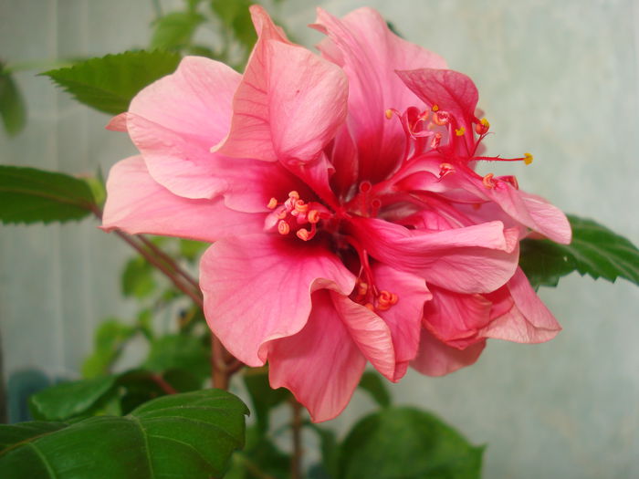 DSC09930 - HIBISCUS 2015