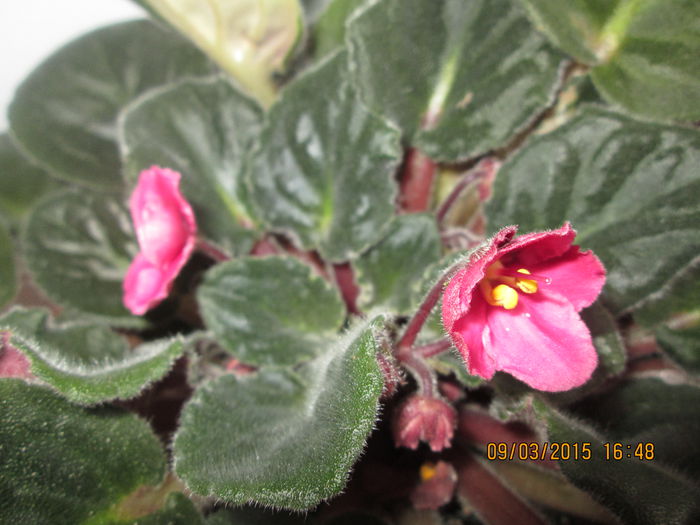 IMG_1026 - Florile mele martie 2015