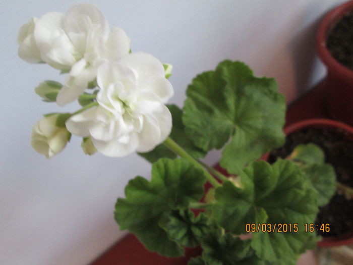 IMG_1023 - Florile mele martie 2015