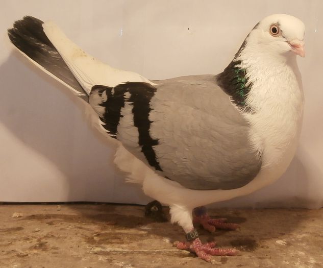 Data in Costinesti la Laurentiu