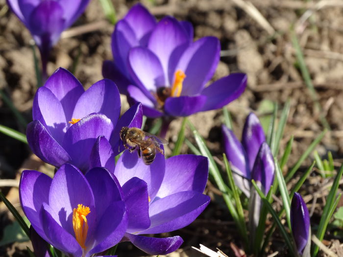 9.03.2015 incep si crocusii - b-primavara 2015