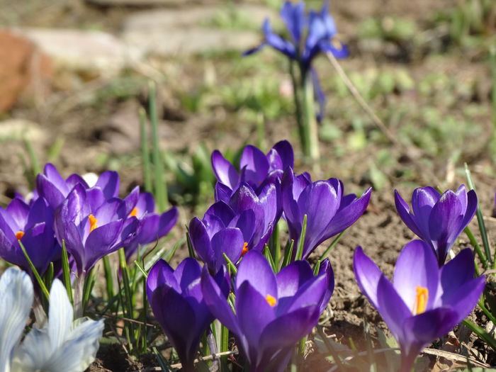 9.03.2015 crocusi botanica ruby giant - b-primavara 2015