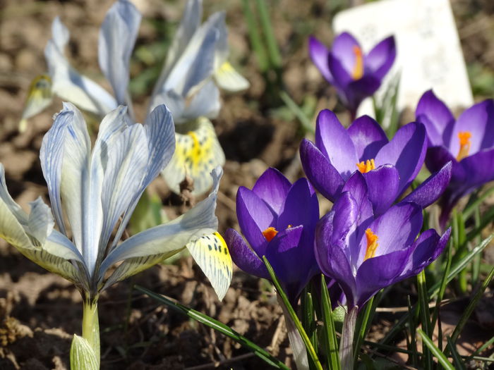 9.03.2015 irisi si crocusi