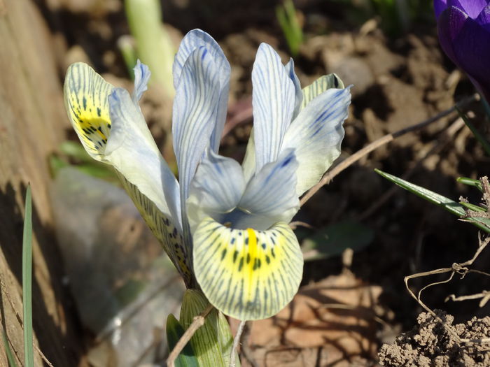 irisi katharine hodgkin plantati in toamna