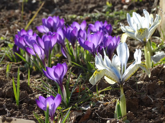 9.03.2015 in plin soare - b-primavara 2015