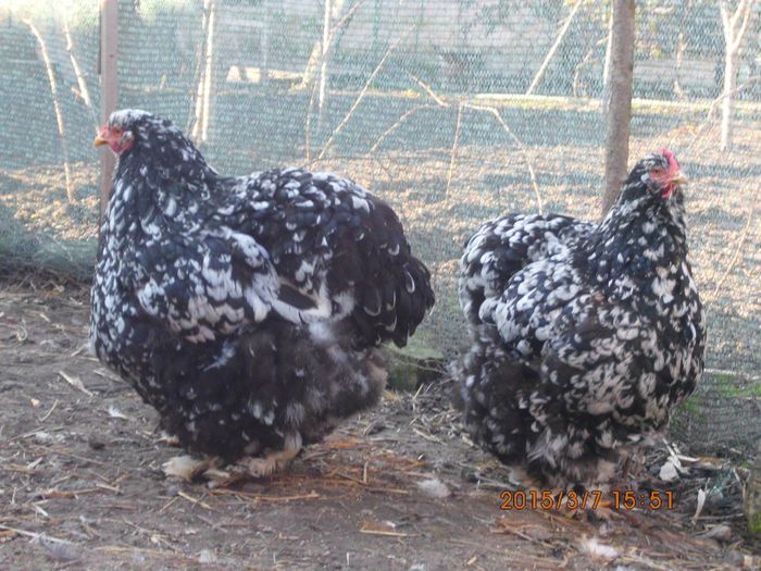 11043439_1612770555623410_2656596777114919279_o