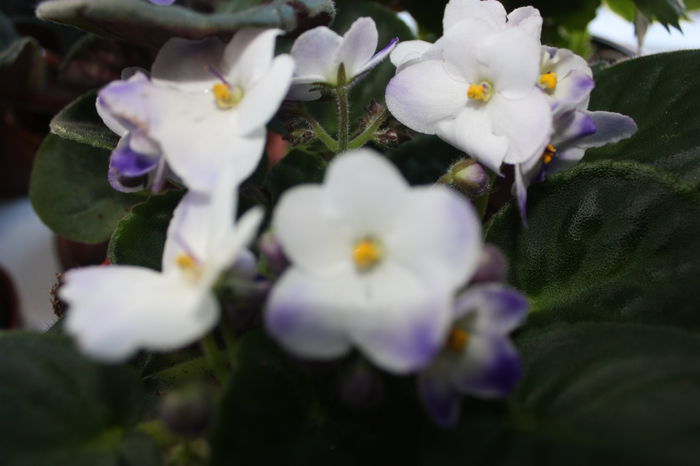 IMG_4388 - 2015primavara