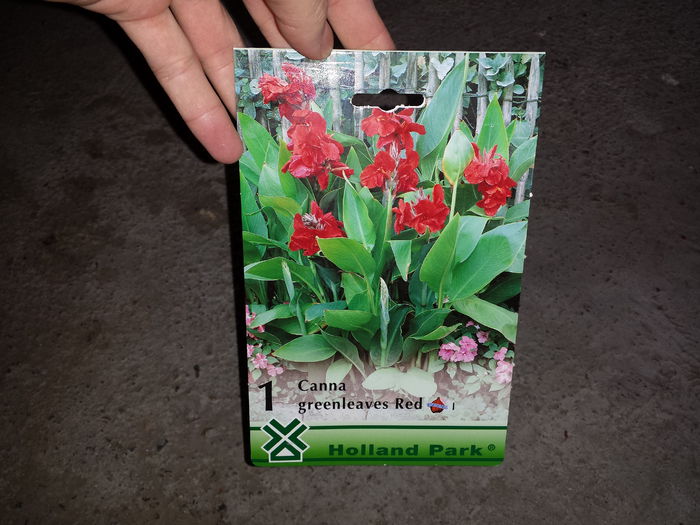 26 Achizitie primavara - Canna greenleaves Red - Plante de gradina - 2015
