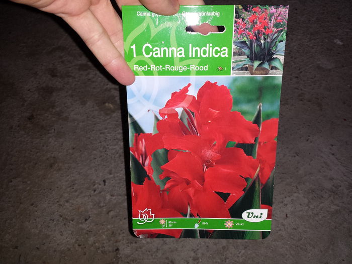 27 Achizitie primavara - Canna Indica Red - Plante de gradina - 2015