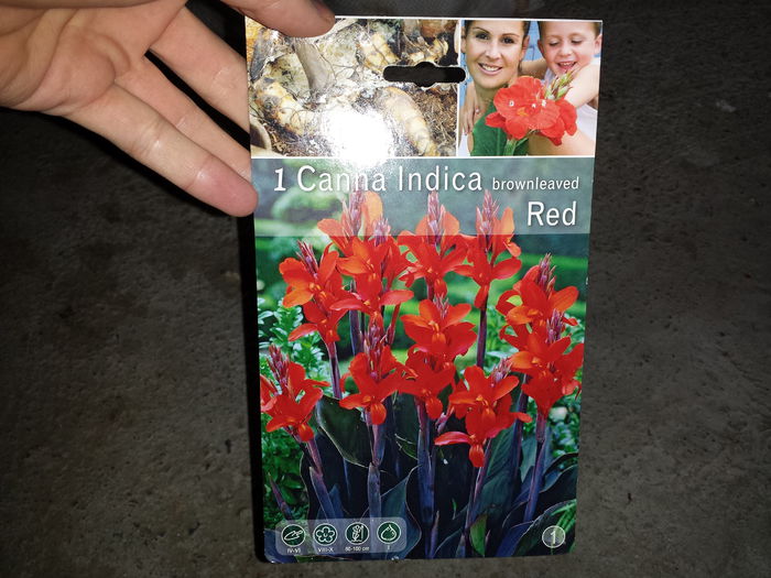 28 Achizitie primavara - Canna Indica brownleaves Red - Plante de gradina - 2015