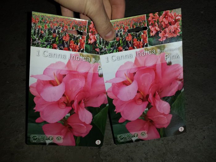 30 Achizitie primavara - Canna greenleaves Pink - Plante de gradina - 2015
