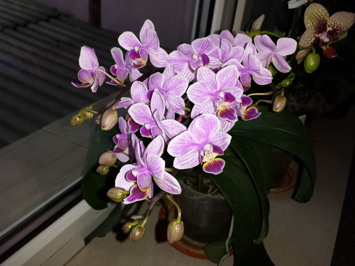 34 Orhidee Phalaenopsis - Orhidee - 2015