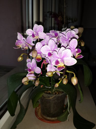 36 - Orhidee - 2015