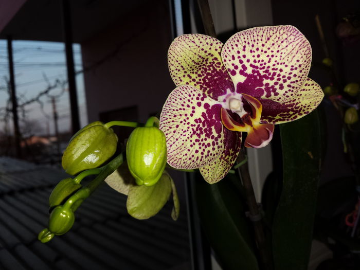 39 Orhidee Phalaenopsis