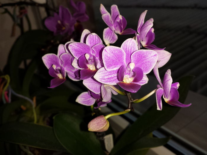43 Orhidee Phalaenopsis mini