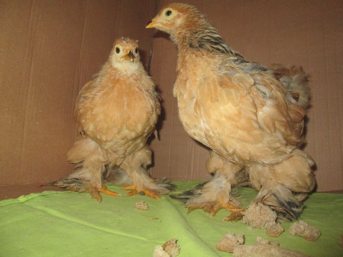 IMG_4367 - Tineret 2015